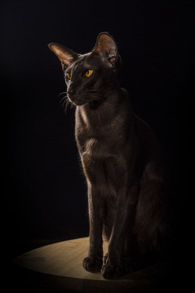 Nara Hira - Sgabello a tre gambe in legno di quercia