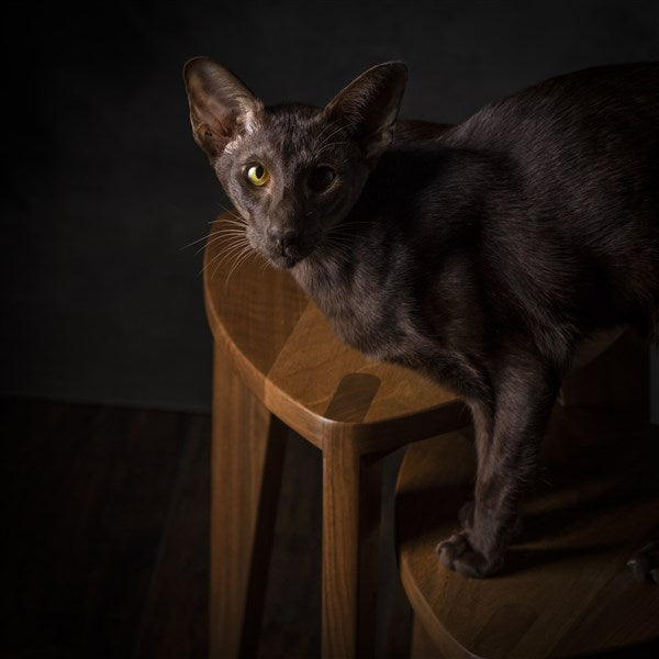 Kurumi Hira - Sgabello a tre gambe in legno di noce